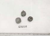 Click for 3 image(s) for this accession. FRUIT